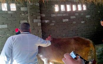 تحصين 157 ألف رأس ماشية ضد الجلد العقدي وجدري الأغنام بكفر الشيخ