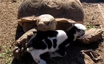 ماعز يحتضن سلحفاة عملاقة بحديقة حيوانات في تكساس (فيديو)