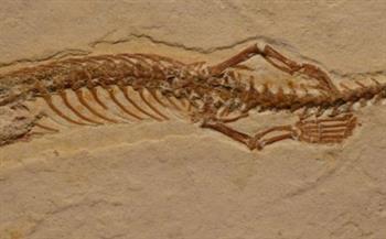 تعود لـ37 مليون عاما.. اكتشاف حفريات أقدم أسلاف الثعابين وأضخم السحالي عديمة الأرجل بالفيوم