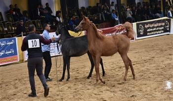افتتاح مهرجان البحيرة الدولي الـ 15 للخيول العربية الأصيلة بمشاركة 4 دول