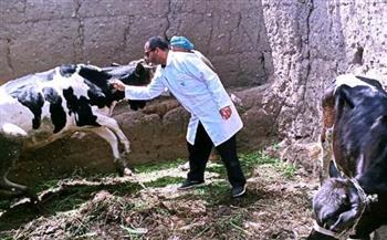 تحصين 131 ألف رأس ماشية ضد الجلد العقدي بالغربية