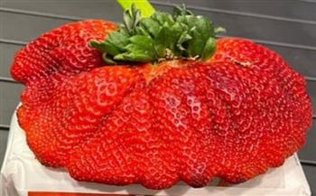 أضخم فراولة في العالم تدخل موسوعة جينيس