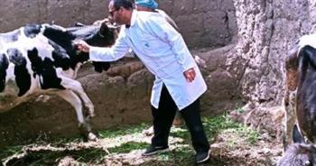 تحصين 123 ألفا و 263 رأس ماشية في الحملة القومية للثروة الحيوانية ببني سويف