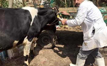 "بيطري الغربية": تحصين 54 ألف رأس ماشية ضد الأمراض الوبائية