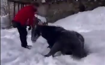 «زي الأطفال».. حصان يستمتع باللعب على الثلج (فيديو)