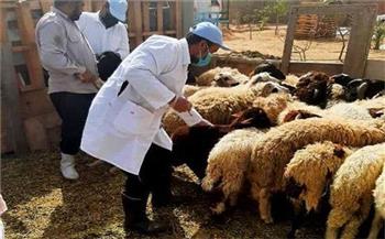 بيطري الغربية: تحصين 166 ألف رأس ماشية ضد الأمراض الوبائية