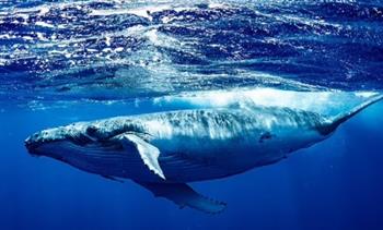 دراسة: الحوت الأحدب يسافر مسافات طويلة للعثور على رفيق 