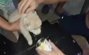 مهمة صعبة لإنقاذ رأس كلب جائع علقت فى علبة تونة (فيديو)