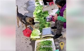 «يفاصل في الأسعار».. كلب يشتري الخضار بمفرده ويثير دهشة الصينيين (فيديو)