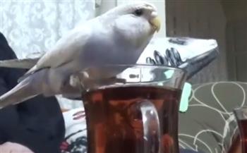 لقطات طريفة لببغاء يشرب كوبًا من الشاي في تركيا (فيديو)