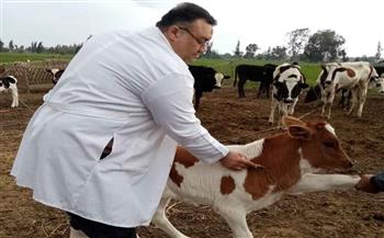 تحصين 175 ألف رأس ماشية ضد الأمراض الوبائية بالغربية