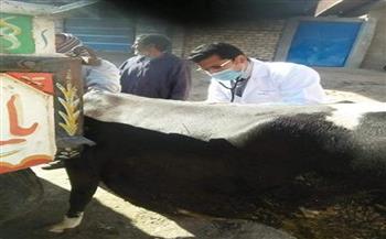«جامعة الزقازبق» تطلق قافلة بيطرية لعلاج 2336 حيوانا بأبو حماد ضمن «حياة كريمة»
