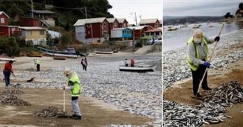 ظاهرة غامضة تحيّر العلماء.. آلاف الأسماك النافقة تغطّي شواطئ تشيلي (صور)