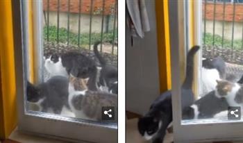 «عايش مع 25 قطة».. رجل يكتسب شهرة واسعة لمغامرته مع الحيوانات (فيديو)