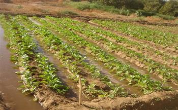 الانتهاء من زراعة 5375 فدان بنجر في دمياط