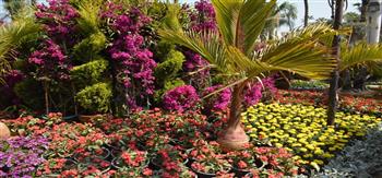 محافظ الجيزة يشهد غدا افتتاح معرض زهور الربيع بحديقة الأورمان