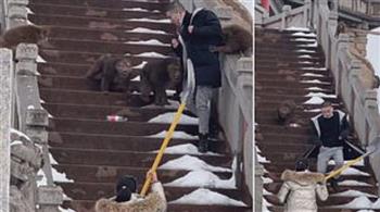 قرود تهاجم سائح لسرقة الطعام أثناء زيارته لمعالم الصين (فيديو) 