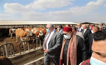 «الزراعة»: تسليم 200 رأس ماشية على صغار المربيين من السلالات عالية الإنتاجية