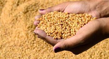 بسام راضي: لدينا احتياطي 4 أشهر من القمح بخلاف محصول المزارعين