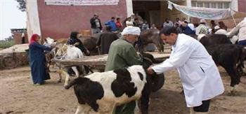 "بيطري الوادي الجديد": تحصين 46% من الأبقار ضد مرض الجلد العقدي