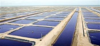 «شينخوا»: مصر تنفذ خطة طموحة لتطوير البحيرات وتنمية الثروة السمكية