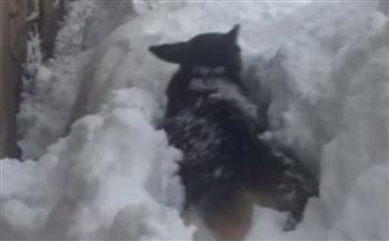 مشاهد قاسية.. كلب يصارع الموت وسط الثلوج (فيديو)