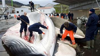 آيسلندا تعلن توقفها عن صيد الحيتان اعتبارا من 2024