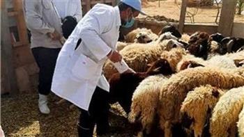 "بيطري الغربية": تحصين أكثر من 62 ألف رأس ماشية ضد الجلد العقدي