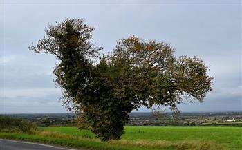 شجرة على شكل دجاجة تثير غضب السكان بإحدى قرى إنجلترا 