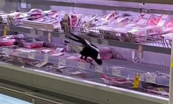 فقط في أستراليا.. طائر يتناول اللحوم من داخل السوبر ماركت ..(فيديو)