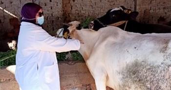 «بيطري الغربية»: تحصين 66 ألف رأس ماشية ضد الجلد العقدي