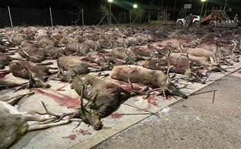 مذبحة للغزلان في إسبانيا (صور)