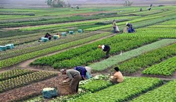 "الفاو": دعمنا الزراعة في مصر بـ 20% من الأراضي