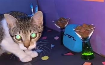 ملهى ليلي القطط يجذب 3.7 مليون مشاهد.. وهذه تفاصيله (فيديو)