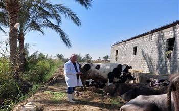 "بيطري السويس": تحصين 4595 رأس ماشية ضد مرض الجلد العقدي