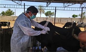 بيطري الغربية: تحصين 190 ألفا و480 رأس ماشية ضد الأمراض الوبائية