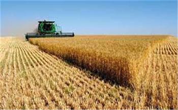 وكيل زراعة الفيوم يشيد بمحصول القمح بالمحافظة هذا العام