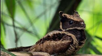 النيجار.. طائر شبيه التنين يؤكد فرضية بحثية علمية (فيديو)