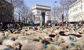 لهذا السبب.. آلاف الأغنام تغزو شارع الشانزليزيه في باريس (فيديو)