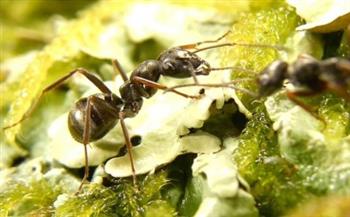 قدرات خارقة.. دراسة تكشف إمكانات النمل على شم السرطان لدى البشر