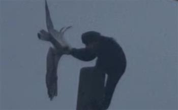 قرد ينهي حياة طيور النورس في حديقة الحيوان (فيديو)