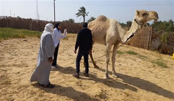 "بحوث الصحراء" ينظم قافلة بيطرية مجانية بشمال سيناء