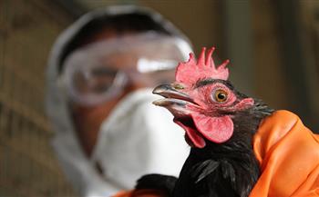 الصحة الفرنسية: ذبح ملايين الحيوانات تصديا للتفشي المفاجىء لانفلوانزا الطيور