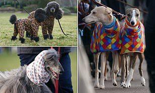 عروض أزياء كلاب في شوارع برمنجهام تثير إعجاب الجماهير (صور)