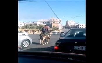 التزم بقواعد المرور.. حمار يثير الاهتمام في شوارع الأردن (فيديو)