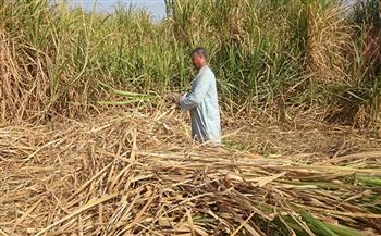 «200 مليون طن سنويا».. مدير «المحاصيل السكرية» يوضح أهمية مشروع إنتاج شتلات القصب