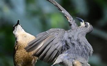 موسم التزاوج.. طائر يحاول إثارة إعجاب شريكته برقصة (فيديو) 