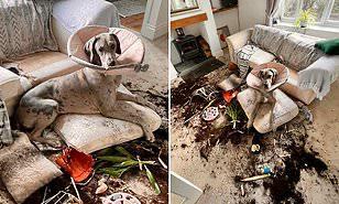 كلب يدمر منزل صاحبه لإهمال رعايته ..صور 