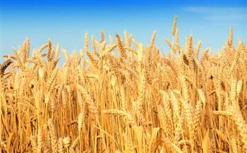مدير «المحاصيل الحقلية»: إعلان الحافز الإضافي لمزارعي القمح قبل بدء موسم الحصاد