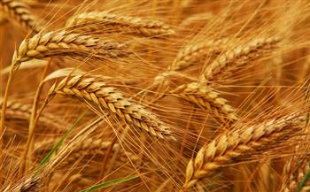 «تشجيع وسعر مجزٍ».. كيف يرى المزارعون توجيهات الرئيس بمنح الحافز الإضافي لتوريد القمح؟